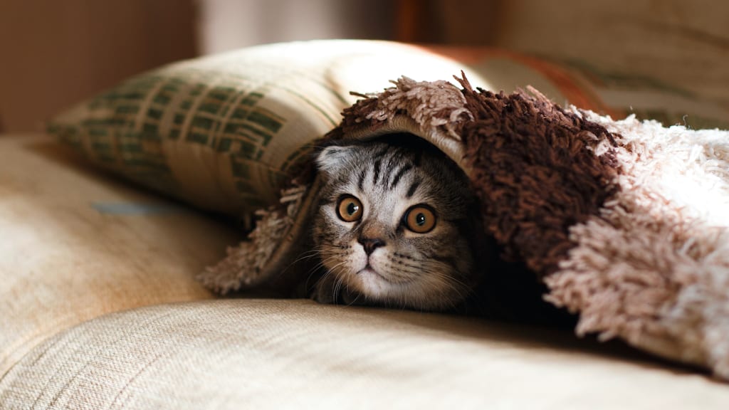 Katze unter Decke